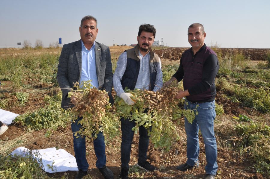 Mısır yerine yer fıstığı ekerek hem sudan hem gübreden tasarruf sağlanacak