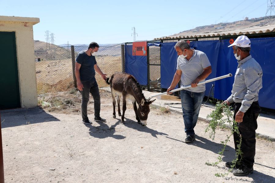 Mardin’den yaralı at ve eşekler tedavi için İstanbul’a gönderildi