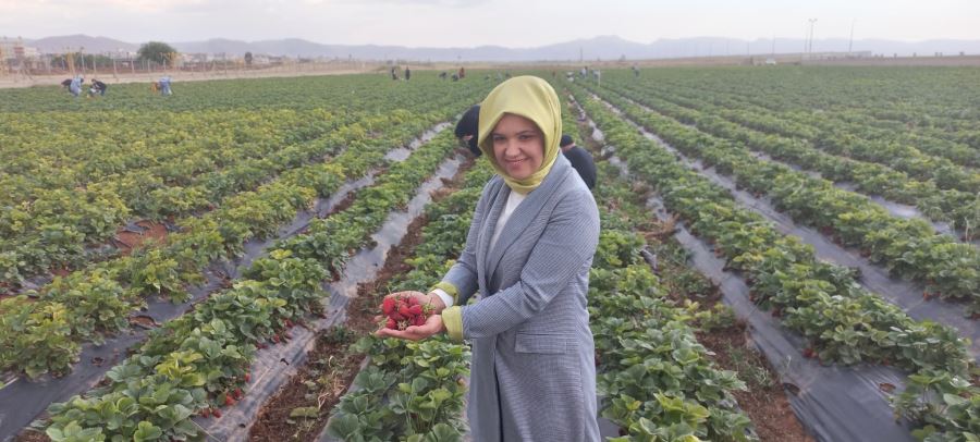 Kızıltepe