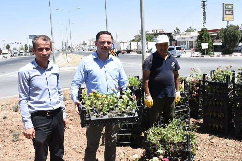 Nusaybin Kaymakamı refüje süs bitkisi dikti