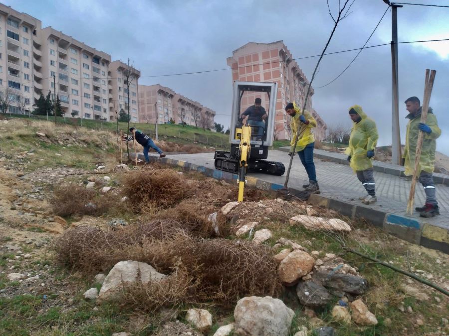 Artuklu Belediyesi kenti yeşillendiriyor
