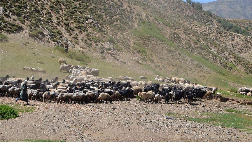Küçükbaş hayvan sütünden ekonomiye yılda 500 milyon lira katkı