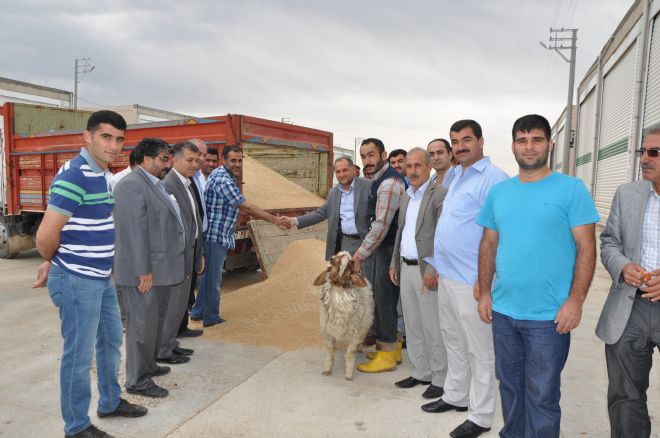 Kızıltepe Ovasında Arpa