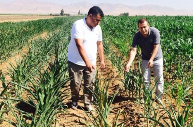Kızıltepe Tahıl Üreticileri Birliği: Bu Elektrik Ambargosudur