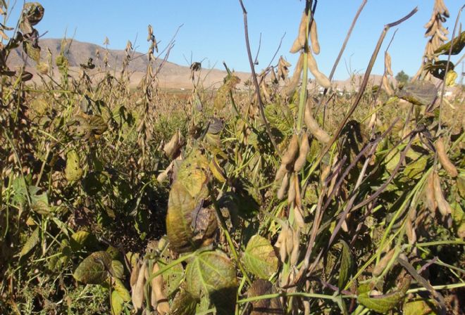 Kızıltepe ovasında soya fasulye hasadına başlandı